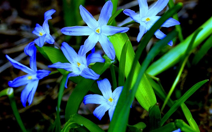 flowers grass flora-Photos HD Wallpaper Views:10265 Date:2013/11/5 7:38:38