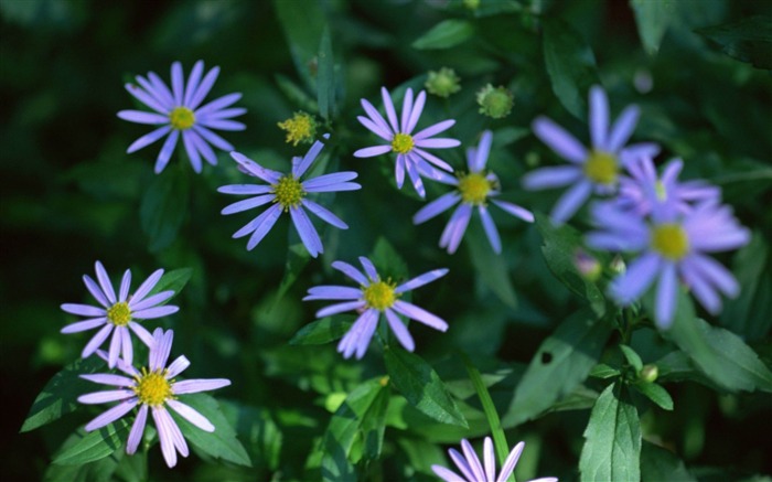 flowers lilac leaves-Photos HD Wallpaper Views:8396 Date:2013/11/5 7:39:11