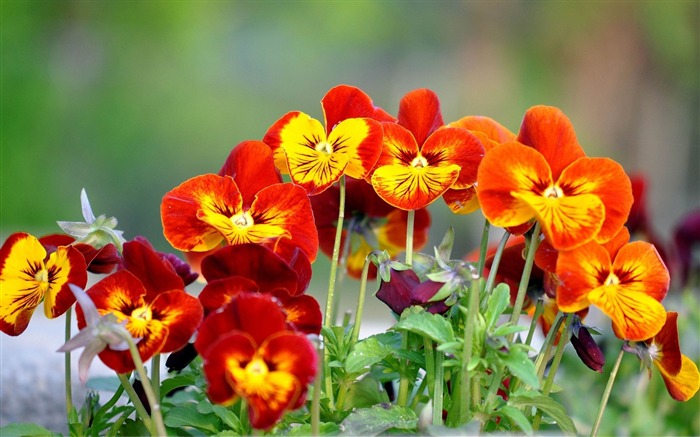 flowers plants petals-Photos HD Wallpaper Views:8545 Date:2013/11/5 7:40:34