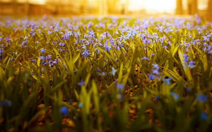 flowers sunlight nature-plants desktop wallpaper Views:8717 Date:2013/11/17 6:16:07