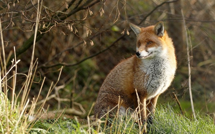 renard herbe sit prédateur-Animal Fond d'écran Vues:9229