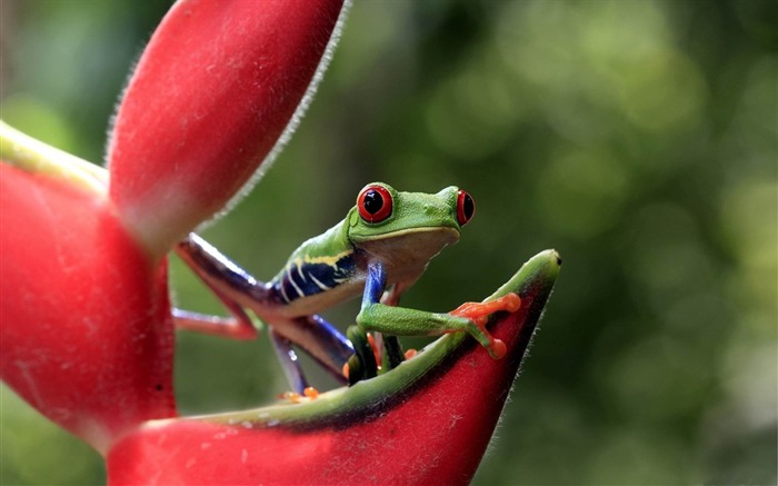 grenouille yeux fleur-Animal Fond d'écran Vues:8705