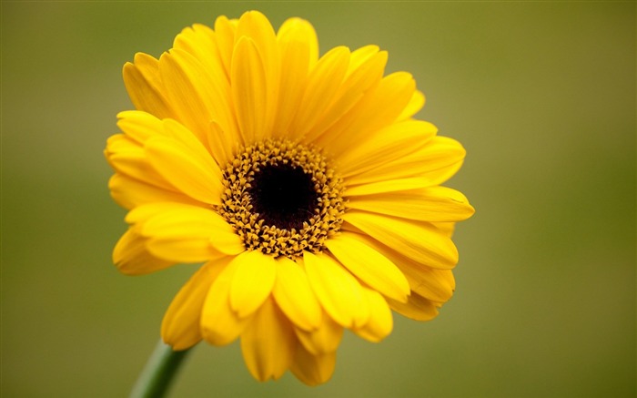 gerbera yellow flower-plants desktop wallpaper Views:11003 Date:2013/11/17 6:16:43