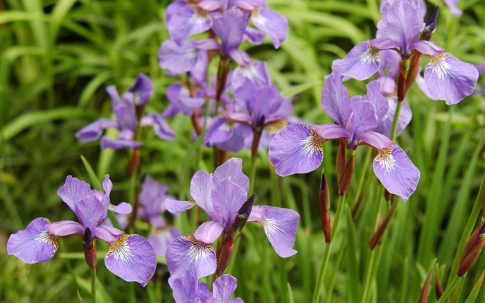 iris flowers leaves petals buds-Photos HD Wallpaper Views:8145 Date:2013/11/5 7:41:15