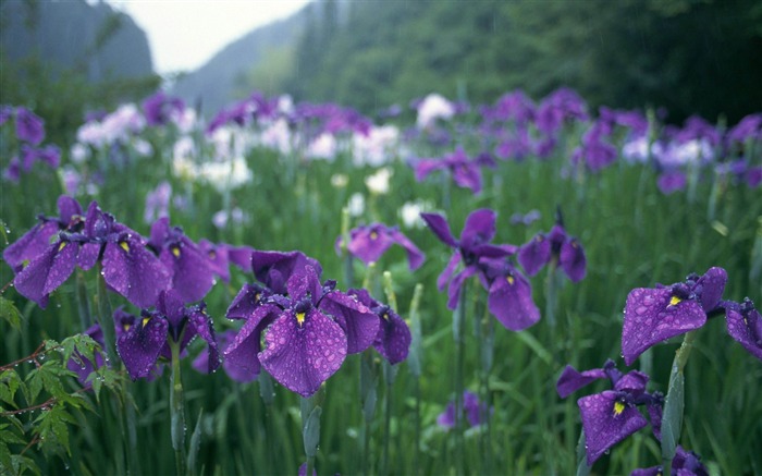 irises flowers grass drops-Photos HD Wallpaper Views:11322 Date:2013/11/5 7:42:22