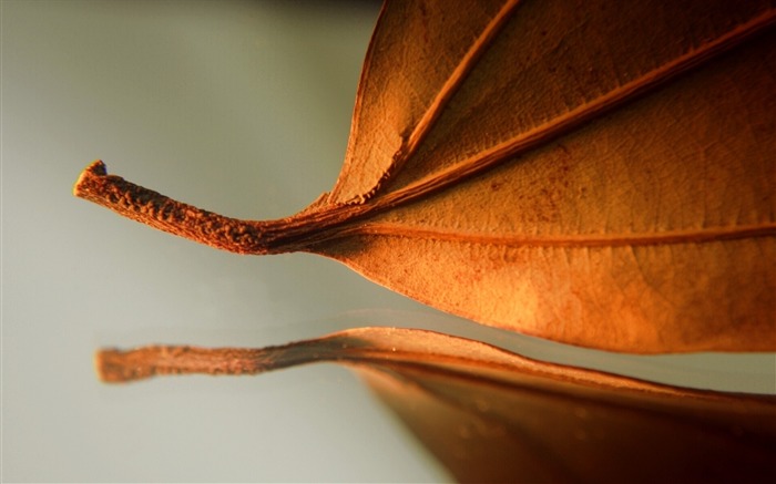 hoja otoño seco close-up-Plants HD Wallpapers Vistas:7763