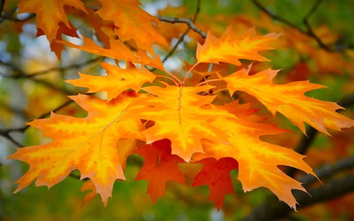 hoja otoño maple-Plants fondo de pantalla HD Vistas:8953