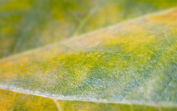 hoja de primer plano superficie-Plantas fondo de pantalla HD Vistas:6972