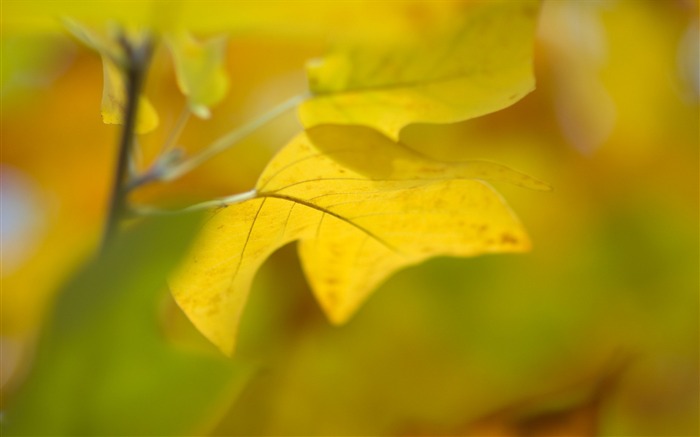 hoja de primer plano amarillo-Plantas fondo de pantalla HD Vistas:7579