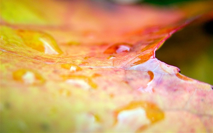 hoja caída superficie Autumn-Plants fondo de pantalla HD Vistas:6713