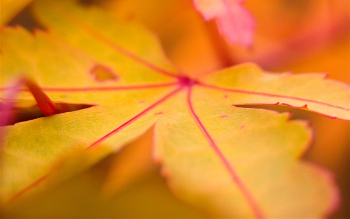 hojas secas venas otoño-Plants HD Wallpapers Vistas:7394