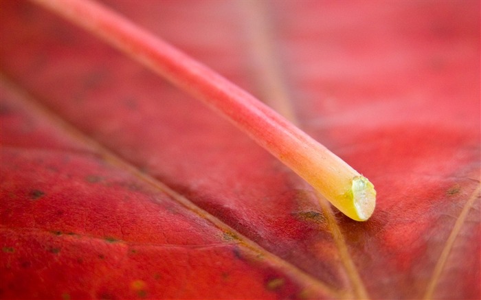 ramita de hojas rojo otoño-Plants HD Wallpapers Vistas:6094