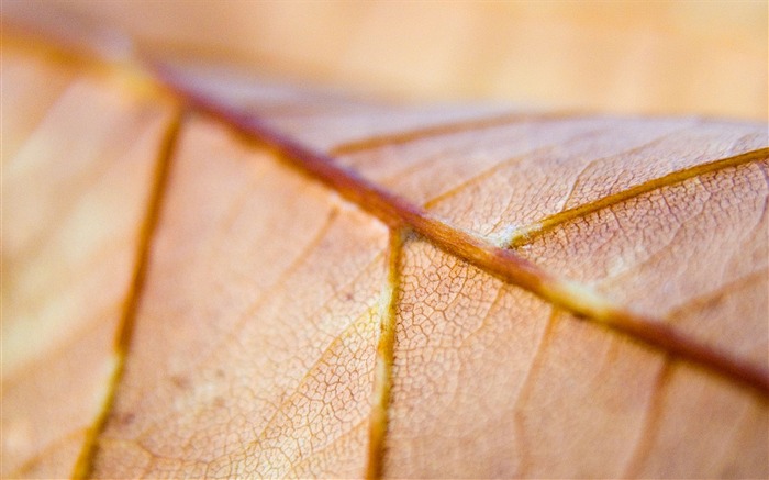 venas de la hoja macroplantas HD Wallpapers Vistas:6597