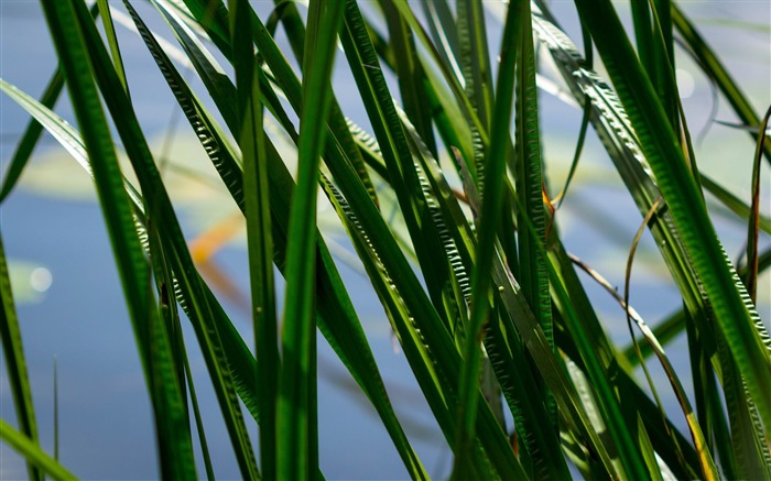 feuilles dans l'eau-Photos HD fonds d'écran Vues:7496