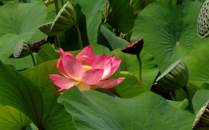 lily flower leaves petals-Photos HD Wallpaper Views:8619 Date:2013/11/5 7:43:09