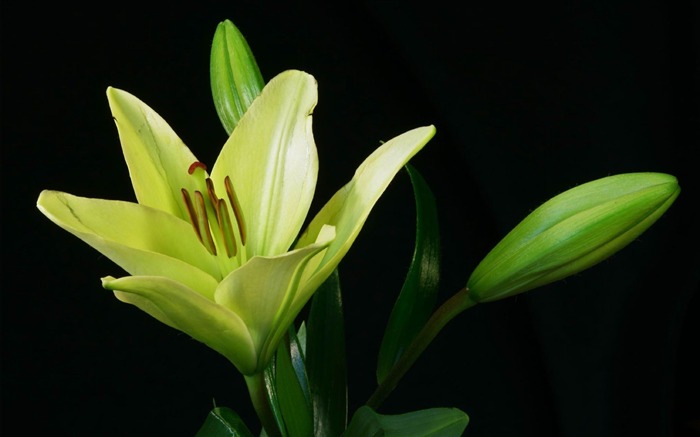 lily plant flower bud-Photos HD Wallpaper Views:9000 Date:2013/11/5 7:44:10