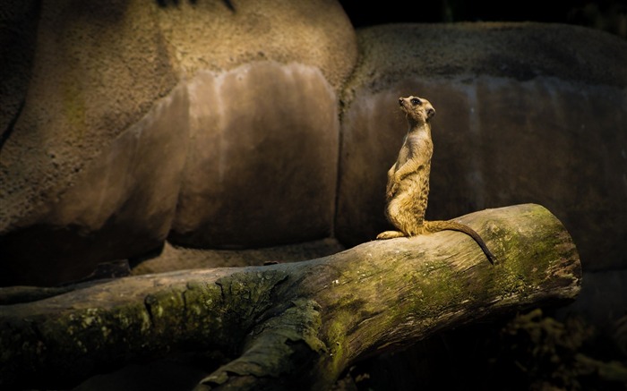 ミーアキャットのスリカータ-動物写真の壁紙 ブラウズ:7522