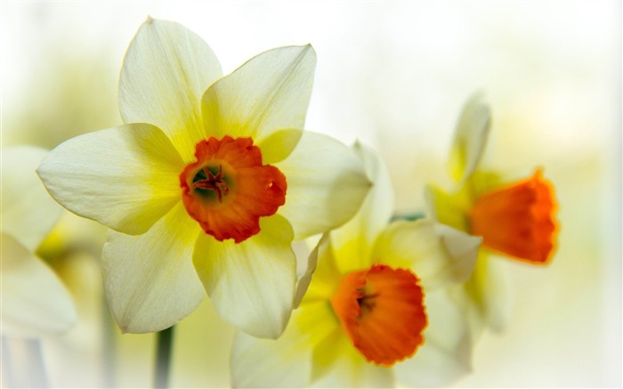 narcissus flower petals-Photos HD Wallpaper Views:10489 Date:2013/11/5 7:44:39