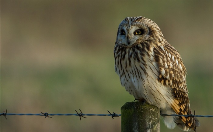 フクロウ鳥ワイヤー-動物写真の壁紙 ブラウズ:7425