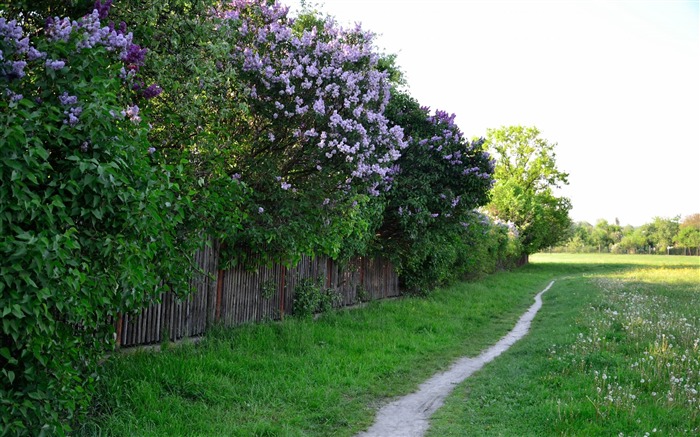 lilas de clôture de chemin-Paysage Fond d'écran Vues:9921