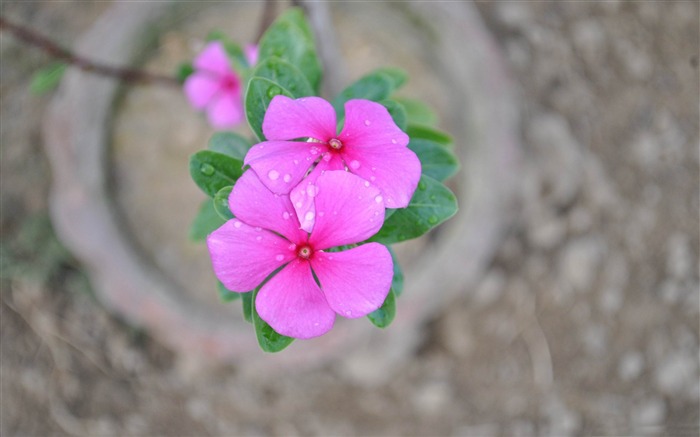 pétales de rose-Photos HD fonds d'écran Vues:8679