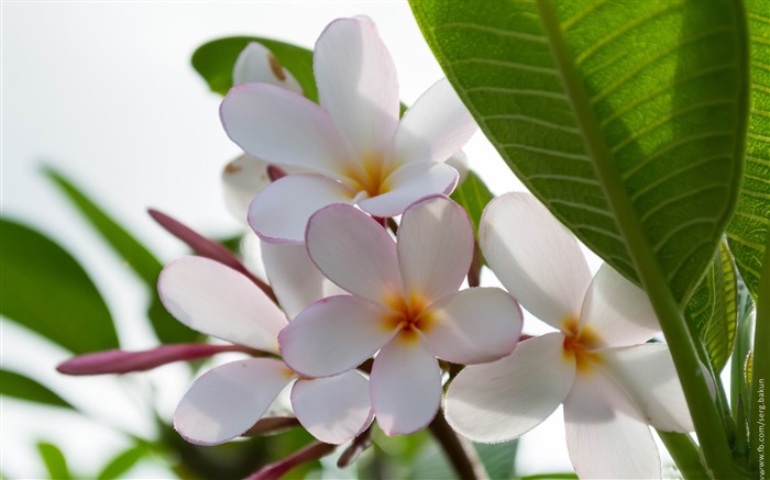 fleurs de frangipanier-Photos HD fonds d'écran Vues:9915