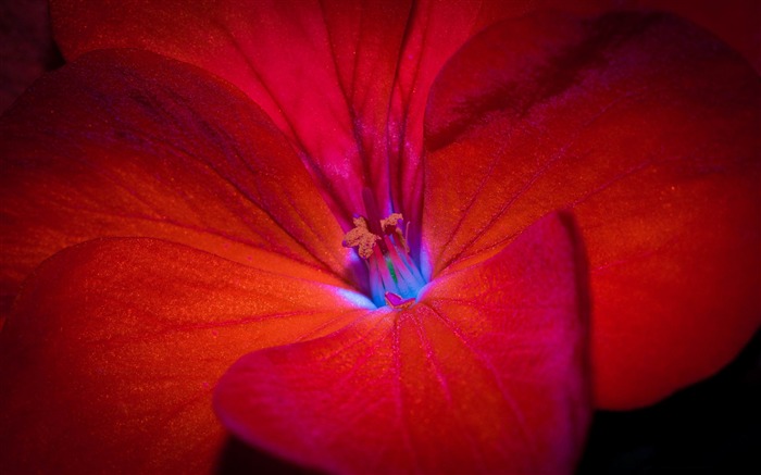 macro fleur rouge-Photos HD fonds d'écran Vues:8272