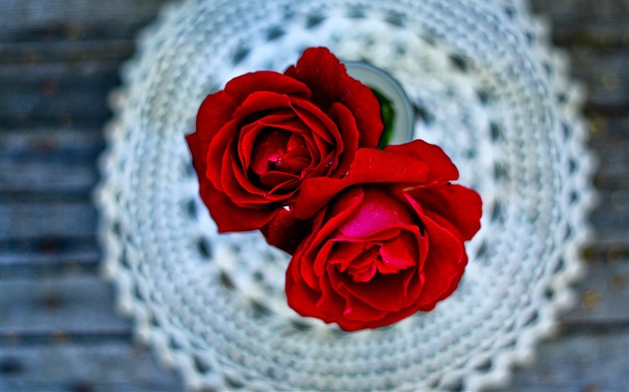 red roses-plants desktop wallpaper Views:6804 Date:2013/11/17 6:19:23