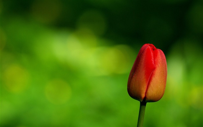 red tulips-plants desktop wallpaper Views:7096 Date:2013/11/17 6:21:32