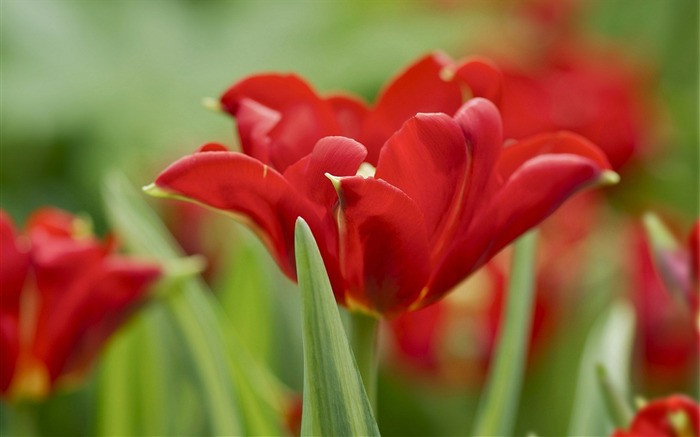 red tulips hd-plants desktop wallpaper Views:7393 Date:2013/11/17 6:20:06