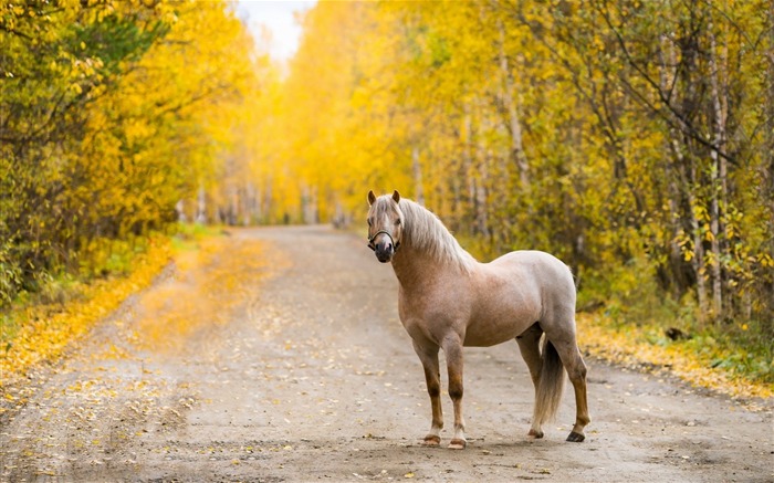 道馬秋-動物写真の壁紙 ブラウズ:10330