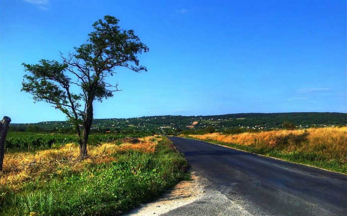 paysage d'arbre de route-Paysage Fond d'écran Vues:10716