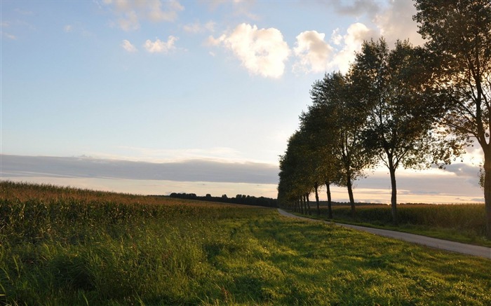 arbres de la route tourner à ciel-HD fonds d'écran Vues:8970