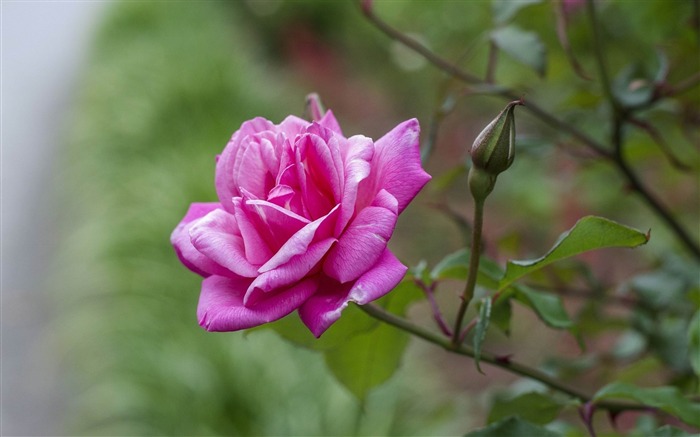 rose petals branch-Photos HD Wallpaper Views:8033 Date:2013/11/5 7:46:33