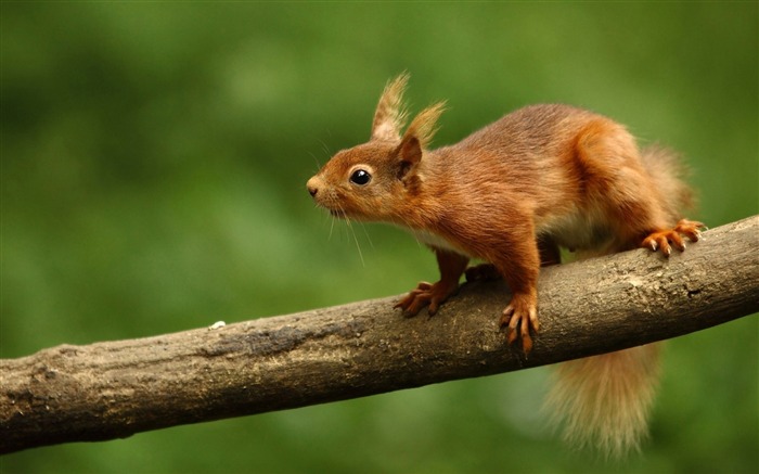 squirrel curiosity-Animal photo Wallpapers Views:6997 Date:2013/11/13 6:43:17