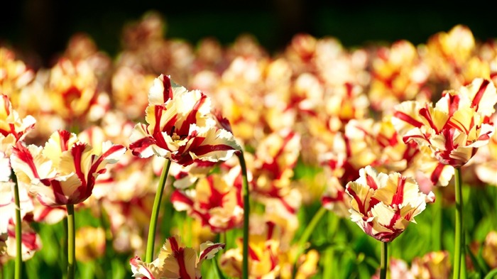 striped tulips hd-plants desktop wallpaper Views:6417 Date:2013/11/17 6:20:49