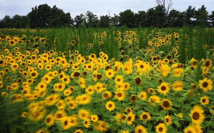 sunflowers flowers field summer-Photos HD Wallpaper Views:8705 Date:2013/11/5 7:48:07