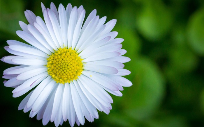 Hermosas plantas flores fotografía HD fondo de pantalla Vistas:32660