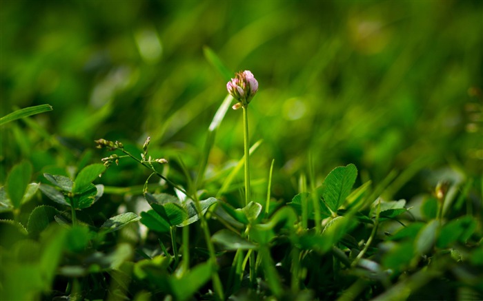 la fleur-Photos HD fonds d'écran Vues:7584