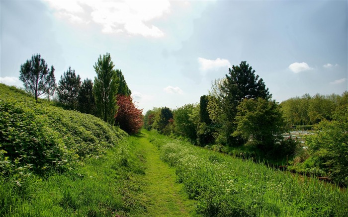 sentier des arbres herbe-Paysage Fond d'écran Vues:7976