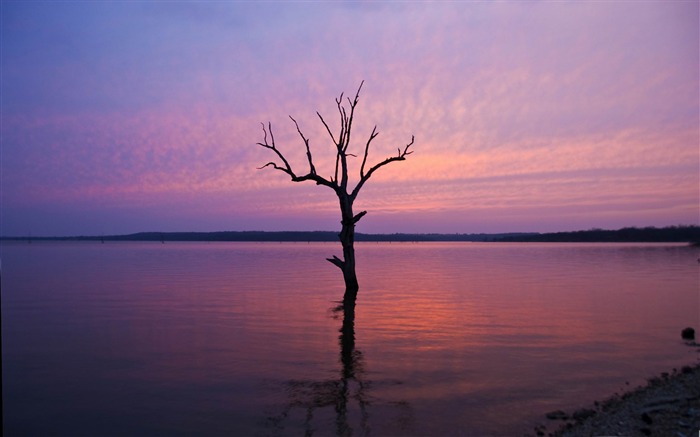 árvore na água-Paisagem HD Wallpaper Visualizações:8905