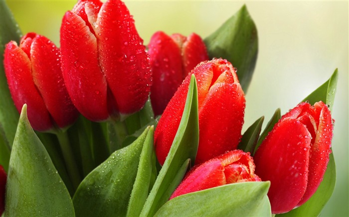 tulips drops leaves flower-Photos HD Wallpaper Views:7597 Date:2013/11/5 7:48:49