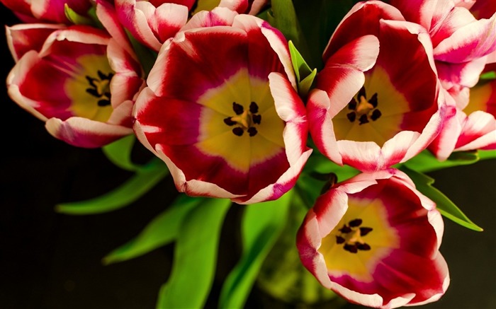 tulips flowers petals-plants desktop wallpaper Views:6411 Date:2013/11/17 6:22:08