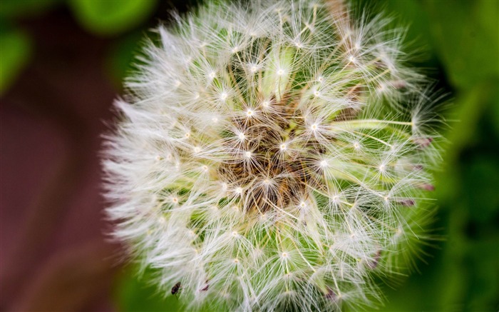 blanc fleur de pissenlit-Photos HD fonds d'écran Vues:8844