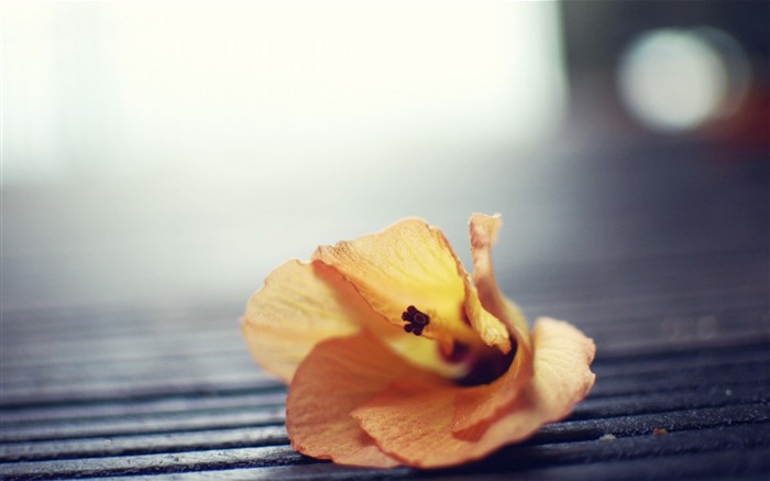 yellow flower petals-plants desktop wallpaper Views:6275 Date:2013/11/17 6:12:03