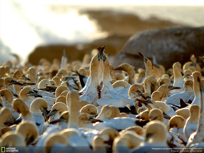 Cape Gannets in Love-National Geographic Wallpaper Views:9590 Date:2013/12/21 8:02:03