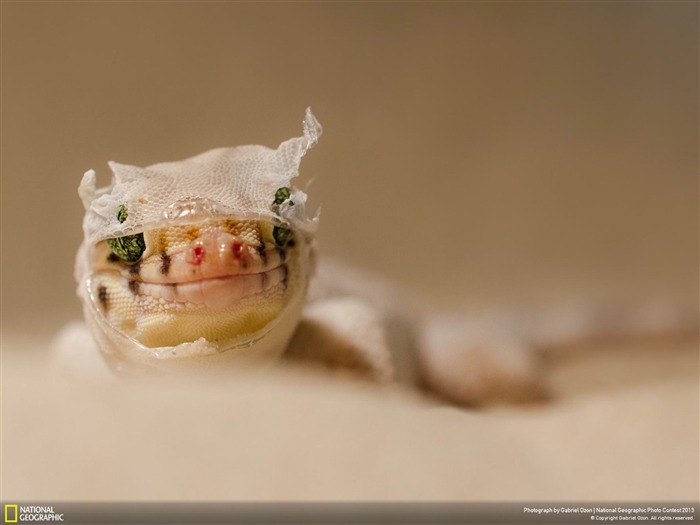 Gecko étonnant chinois-National Geographic fond d'écran Vues:9663