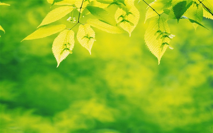 Green leaves-Photography HD Wallpaper Views:16521 Date:2013/12/15 0:41:10