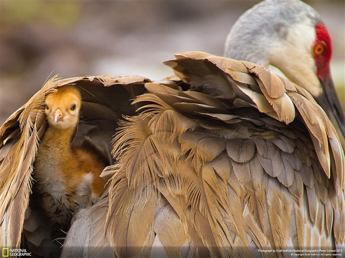 Hiding In The Shadows-National Geographic Wallpaper Views:8780 Date:2013/12/21 8:06:24