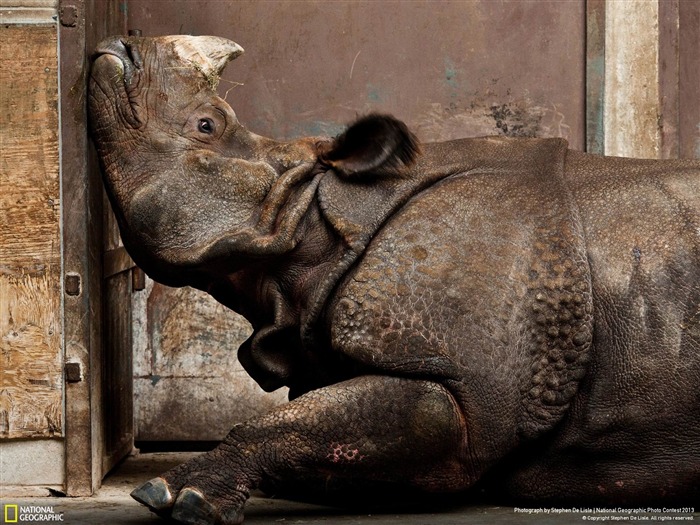 Indian Rhino hiver canadien-National Geographic fond d'écran Vues:9194